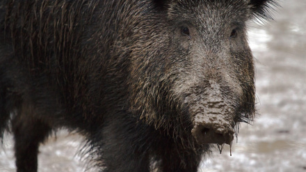 El objetivo principal es blindar el perímetro y evitar la salida de jabalíes del área de vigilancia establecida