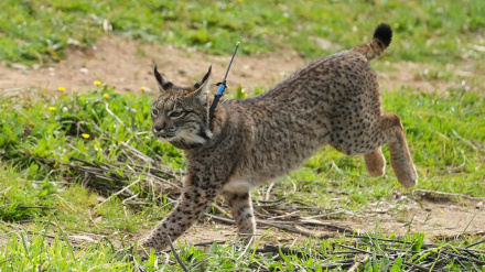 El lince ibérico resurge con una cifra récord de nacimientos en 2025