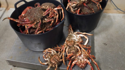 Varias centollas recogidas estos días en aguas del exterior de la ría de Ferrol