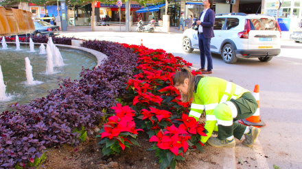 Plantación de flores de pascua  en una fuente ornamental de Lorca