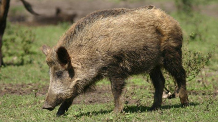 Jabalí
