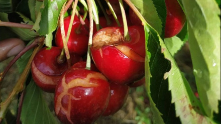 Cerezas rajadas por las lluvias