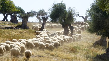 Miguel Ángel Mangana, Presidente Asociación de Ganaderos de Benaocaz