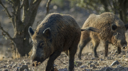 Jabalíes, los animales en los que ha sido detectado el brote de peste porcina en Cataluña. Primer caso en España desde noviembre de 1994