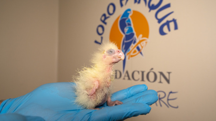 Entrevista a Rafael Zamora, director científico de Loro Parque Fundación