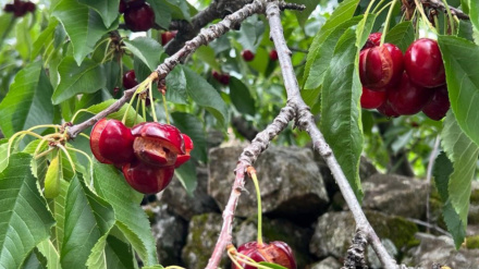 Cerezas dañadas por las lluvias en la primavera de 2024