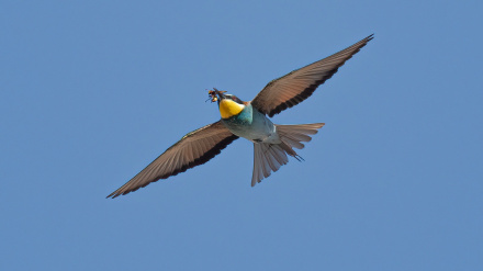abejaruco con velutina