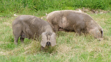 Dos ejemplares de gochu asturcelta