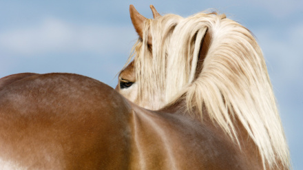 Fotografía recurso de un caballo