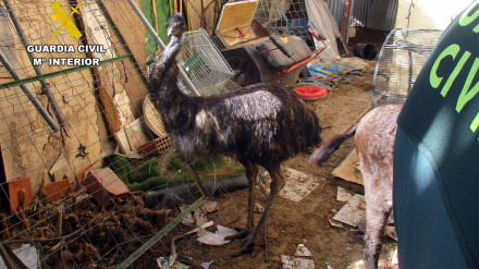 Un ejemplar de emú localizado por la Guardia Civil en un núcleo zoológico ilegal en Lorca