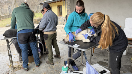 80 perros fueron donantes de sangre en una campaña organizada en Rialp (Pallars Sobirà)
