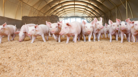 Las explotaciones ganaderas de porcino generan en Soria alrededor de 1.500 empleos directos