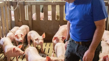 Explotación porcina en intensivo