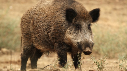 Entrevista a Raquel Conde, presidenta de la Asociación de Productores de Porcino en Segovia