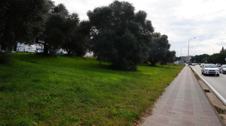 Girona hará mermeladas y aceite con los frutos que recoja de los árboles de la ciudad