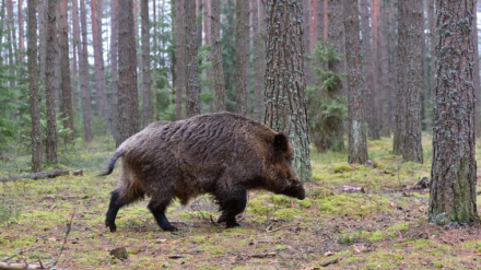 La caza del jabalí como medida de prevención en La Rioja