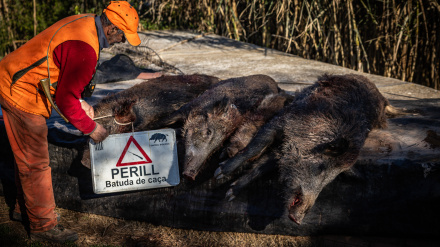 El estudio, que analiza el genoma del virus y lo compara con otros brotes detectados en Europa, indica que todos los virus que circulan actualmente en la UE no pertenecen al mismo grupo