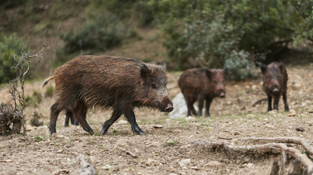 Un grupo de jabalíes en un monte