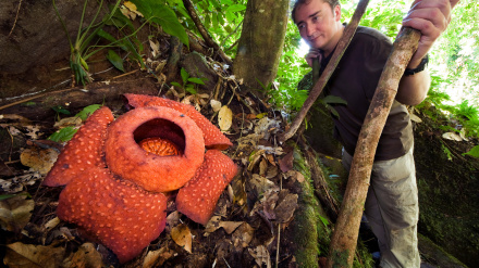 Rafflesia arnoldii