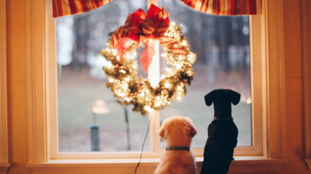 Moydog abrirá en la calle de la Iglesia de Ferrol