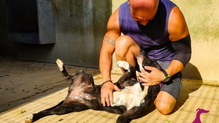 Galgos Fundación Benjamín Mehnert