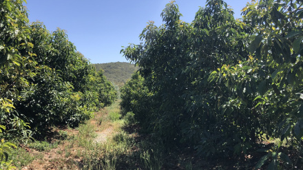 Alberto Sánchez, coordinador servicios técnicos ASAJA Cádiz