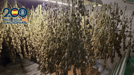 La Policía Nacional desmantela una plantación “indoor” de marihuana con 881 plantas