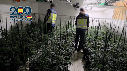 Los agentes localizaron en la vivienda un sofisticado sistema “indoor” con 881 plantas de marihuana distribuidas en varias estancias