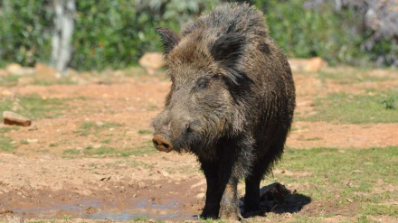 Jabalí