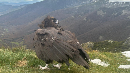 El buitre negro ha vuelto a volar en Os Ancares