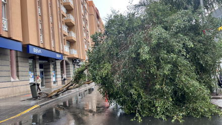 Caída de un árbol en Las Palmas de Gran Canaria