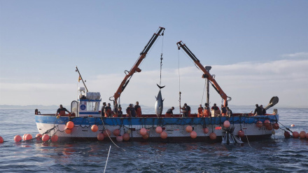 Pesca del Atún rojo salvaje