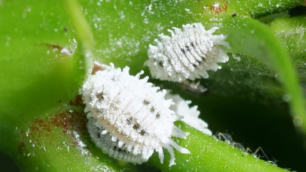 Llega desde fuera y ya está aquí un nuevo un nuevo Cotonet que afecta sobre todo a algunas hortalizas