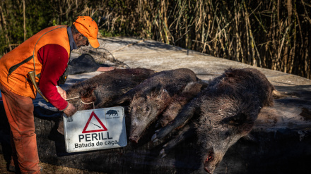 Un experto avisa por la peste porcina: "Es probable que se detecten más casos en jabalíes de Collserola"
