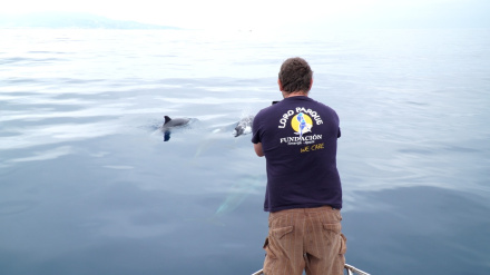 Loro Parque Fundación lidera un proyecto pionero que describe por primera vez el dialecto acústico de la orca ibérica