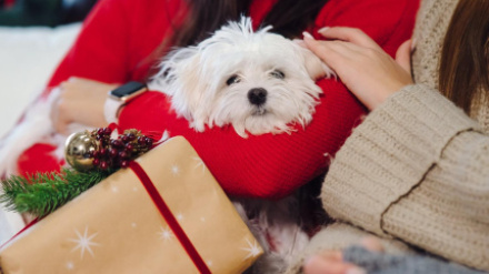 Perrito como regalo de Navidad