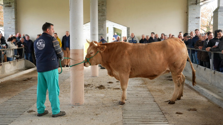 Novilla vendida en Adai