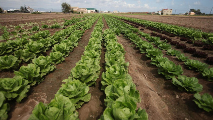 El campo malagueño estalla: "La rentabilidad es nula y la burocracia nos asfixia"