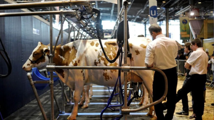 Ganaderos ordeñan vacas, en una imagen de archivo.