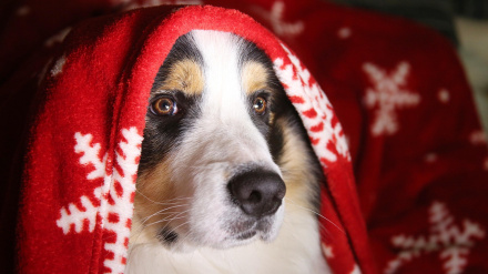 Un perro, cubierto por una manta navideña
