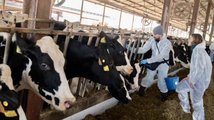Esta actuación se suma a la campaña de vacunación preventiva ya en marcha en otras zonas de Aragón, que contempla la inmunización de 85.000 animales