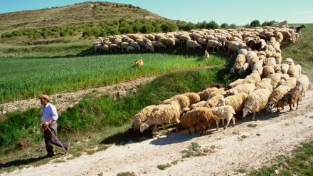 Pastor paseando a las ovejas, imagen de archivo