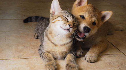 Los veterinarios advierten de los riesgos de regalar mascotas en Navidad