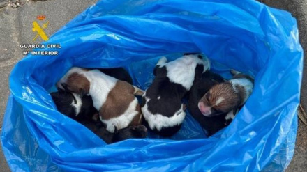 Los cachorros fueron encontrados en una bolsa dentro de un contenedor de basura