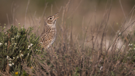 Alondra de Dupont en una estepa gipsícola del valle del Ebro. España/SpainAlondra de Dupont o Alondra ricotí (Chersophilus duponti)