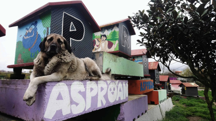 Perro en el refugio canino de Asproan