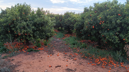 La Asociación Valenciana de Agricultores (AVA-ASAJA) advierte de una creciente oleada de incumplimientos de contratos de compraventa de cítricos y caquis por parte de determinados operadores comerciales privados, que están generando una grave inseguridad