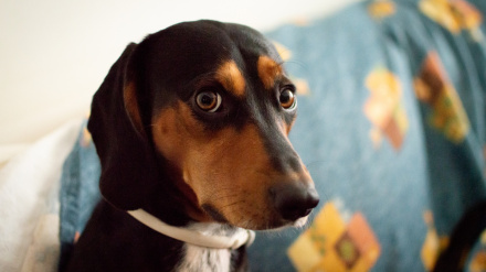 Un experto revela cómo salvar a tu perro del infierno de los petardos en Navidad