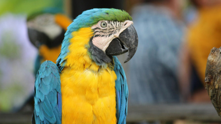 Imagen de archivo de un guacamayo