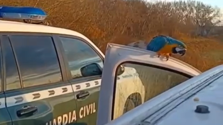 Recuperación aves exóticas